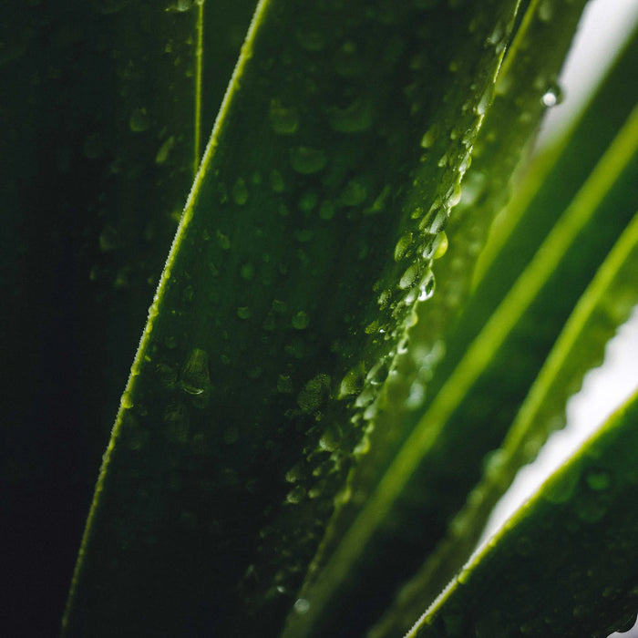 Jill Turnbull Botanical Haircare Aloe Vera is a natural version of protein nourish your hair naturally