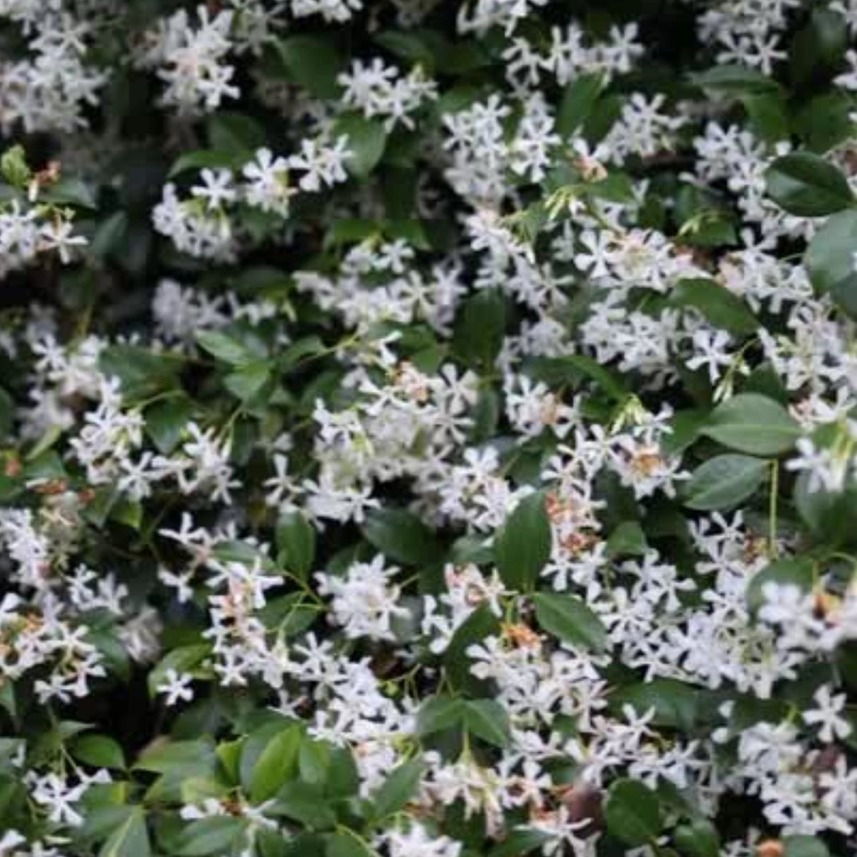 Our Botanical Bath & Body Collection brings the essence of Australia to your daily ritual. Formulated with the finest botanical ingredients and pure essential oil blends, each scent tells a story from neroli and tuberose.