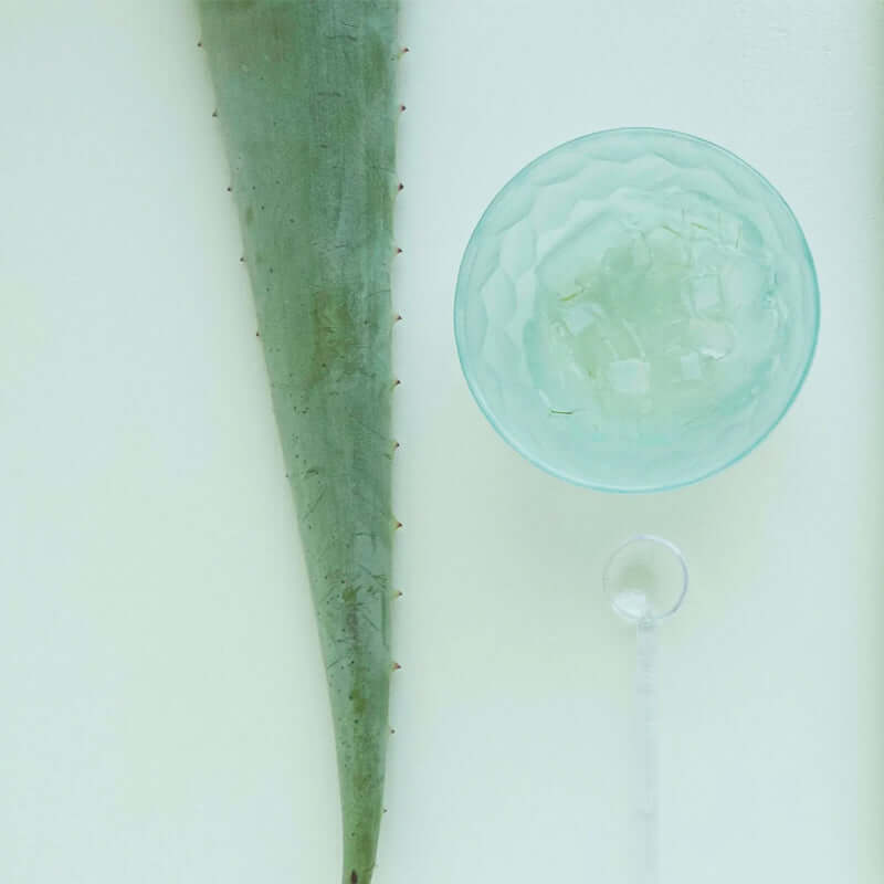 aloe vera one of our hero haircare ingredients at Jill Turnbull Beauty