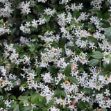 Our Botanical Bath & Body Collection brings the essence of Australia to your daily ritual. Formulated with the finest botanical ingredients and pure essential oil blends, each scent tells a story from neroli and tuberose.